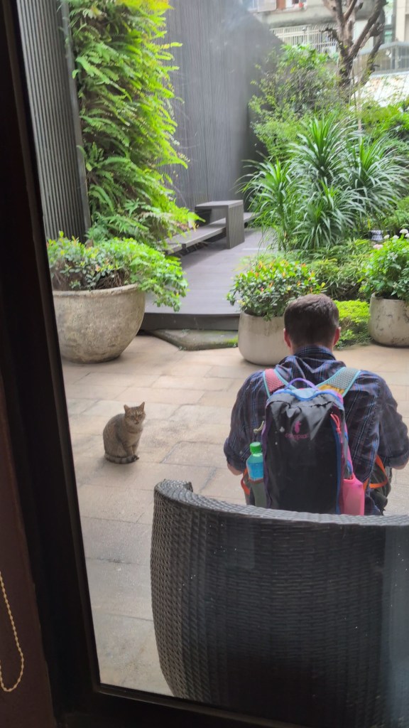 a man sits on a chair outside in a terrace garden, a cat sits on the ground and looks at him